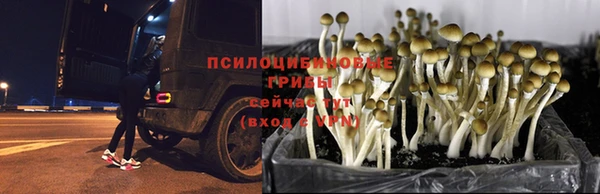 амф Нефтекумск